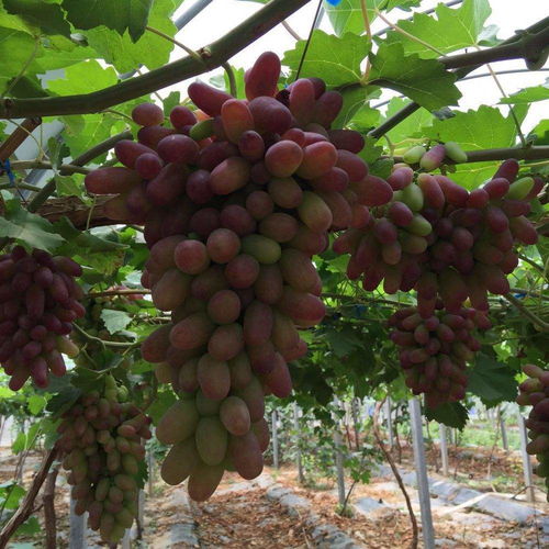 葡萄樹修剪全攻略 種植與釀酒師的專業技巧與養護方法