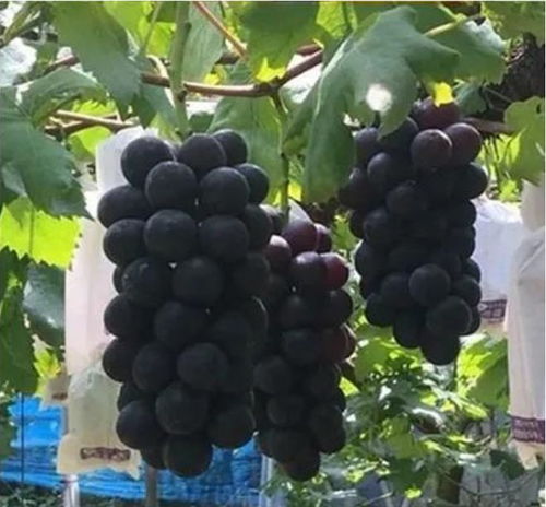 黑皇葡萄 2024年最推薦的藤本皇后